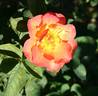 Virginian Orange Bicolour rose photo