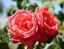 Virginian Orange Crush rose photo