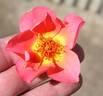 Virginian Orange Target rose photo