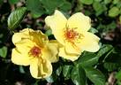Virginian Buttercup Yellow rose photo