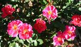 Virginian Red Abundance rose photo