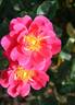 Virginian Red Abundance rose photo