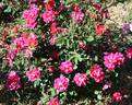 Virginian Red Abundance rose photo