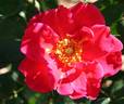 Virginian Red Abundance rose photo