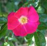 Virginian Dark Pink Himalayan rose photo