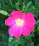 Virginian Dark Pink Himalayan rose photo