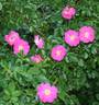 Virginian Ballerina rose photo