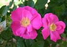 Virginian Ballerina rose photo