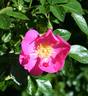 Virginian Ballerina rose photo