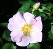 Virginian Pink Robe rose photo