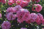 Mariella Calderoni Clg rose photo