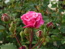 Mariella Calderoni Clg rose photo