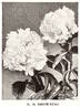 E. B. Browning peony photo
