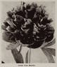 Louis van Houtte peony photo