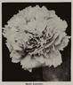 Marie Lemoine peony photo