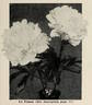 La France peony photo