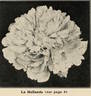 La Hollande peony photo