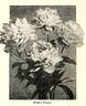 Walter Faxon peony photo