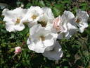 Bordura de Nea rose photo