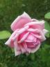 Rhodologue Jules Gravereaux rose photo