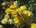 Shockwave™ rose photo