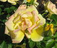 Shockwave™ rose photo