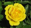 Shockwave™ rose photo