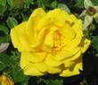 Shockwave™ rose photo