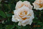 Indian Summer rose photo