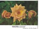 Autumn Shades rose photo
