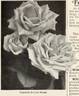 Coquette de Lyon rose photo