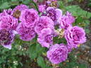 Scented Air rose photo