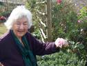 Gwen Fagan rose photo