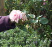 Gwen Fagan rose photo