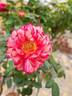 Die Tigerrose rose photo