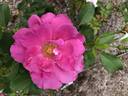 Thomas Affleck rose photo