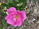 Thomas Affleck rose photo