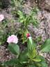 Thomas Affleck rose photo