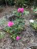 Thomas Affleck rose photo