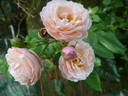 New Dreams rose photo