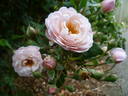 New Dreams rose photo