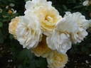 Sunstar rose photo