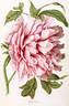 Laurens Koster peony photo