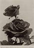 Ben Cant rose photo