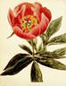 <i>P. officinalis</i> var. Sabini peony photo