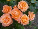 Mama Mia! rose photo