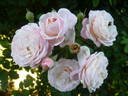 New Dreams rose photo