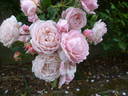 New Dreams rose photo