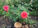 Jolie Veranda ® rose photo