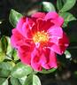 Virginian Bam Bam rose photo